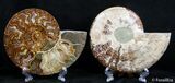 Stunning Inch Split Ammonite Pair #2614-1